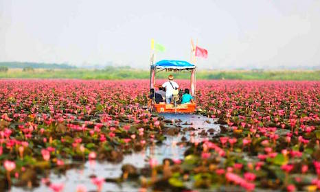 ทะเลบัวแดง เสน่ห์แดนอีสาน